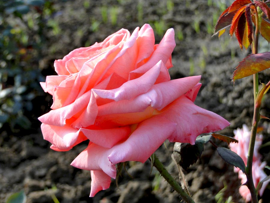 pictures of Pink Rose