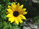 pictures of wild sunflower