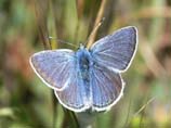 pictures of Mission Blue Butterfly