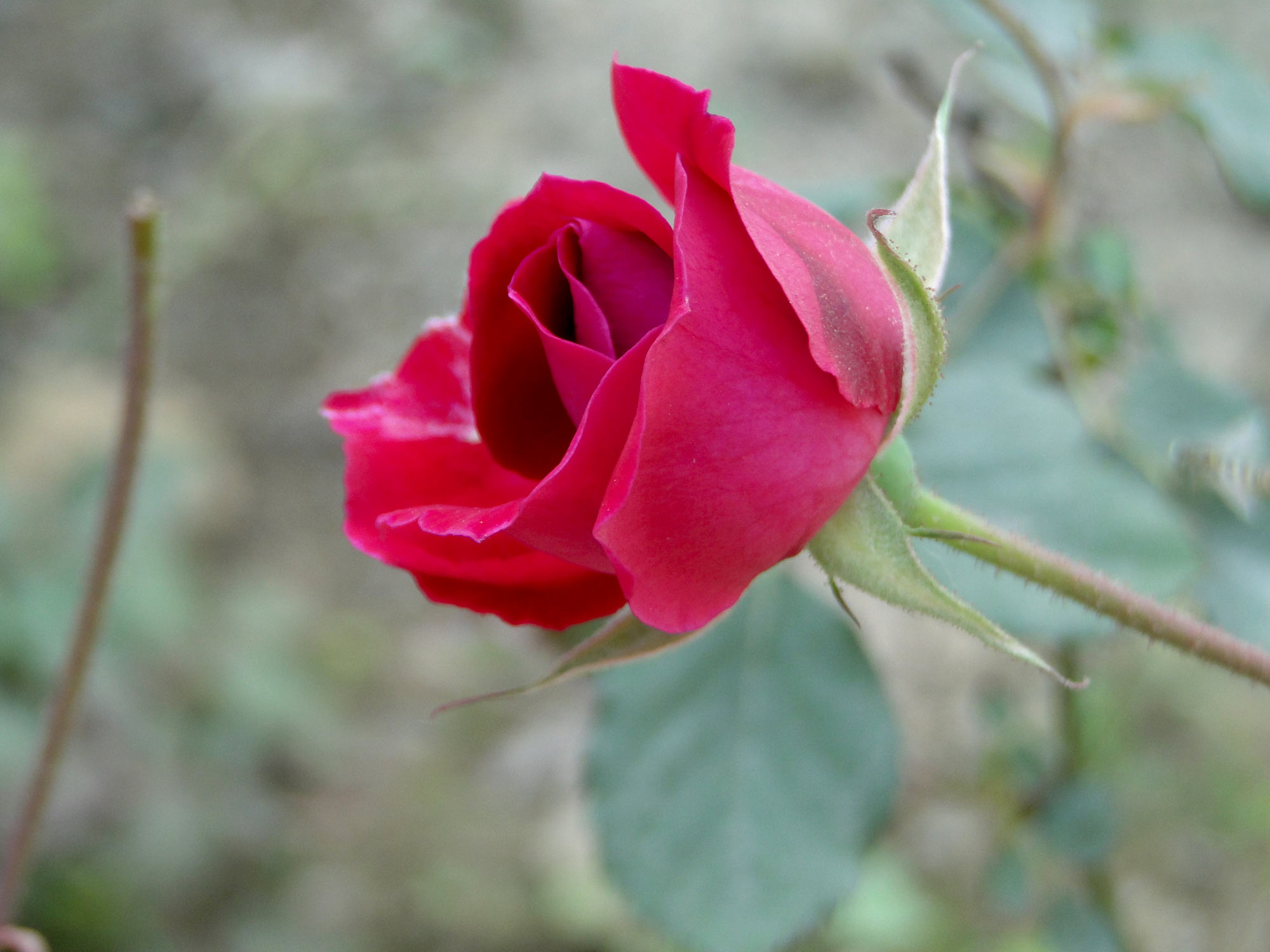 pictures of red rose