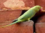pictures of parakeet on an old building