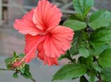 pictures of Red Hibiscus Flower