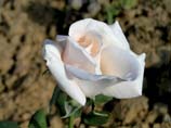 pictures of White Rose