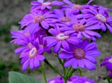 picture of cineraria Flowers