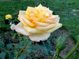 pictures of Light Yellow rose