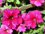 pictures of Petunia Flowers