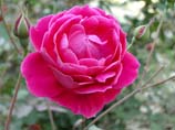 pictures of Red Rose in Garden
