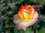 pictures of Multi-colored Rose