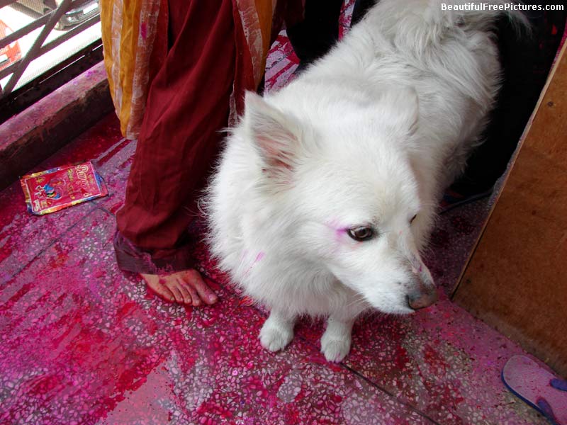 photos of doggy celebrating holi