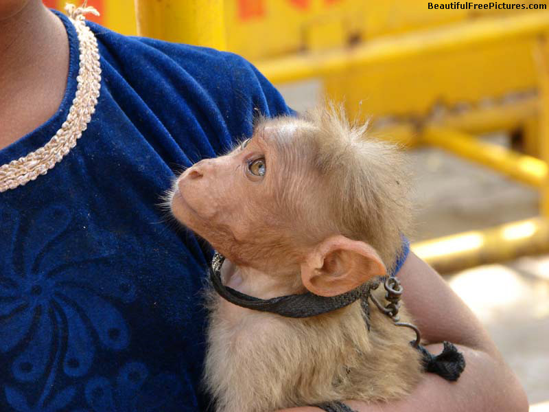 Beautiful Pictures - a pet monkey with his master