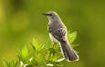 Most Beautiful Pictures 10 - image of a northern mockingbird 