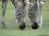 pictures of zebras grazing
