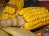 pictures of Corn