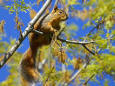 Nature 12 - image of a Squirrel 
