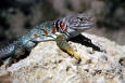 Nature 17 - photo of a Collard Lizard 