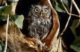 Nature 19 - photo of a Screech Owl