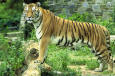 Nature 24 - image of a Tiger in zoo