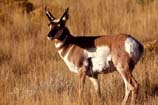 pictures of antelope in forest
