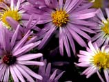 picture of Aromatic aster flowers