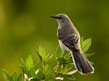 pictures of mockingbird