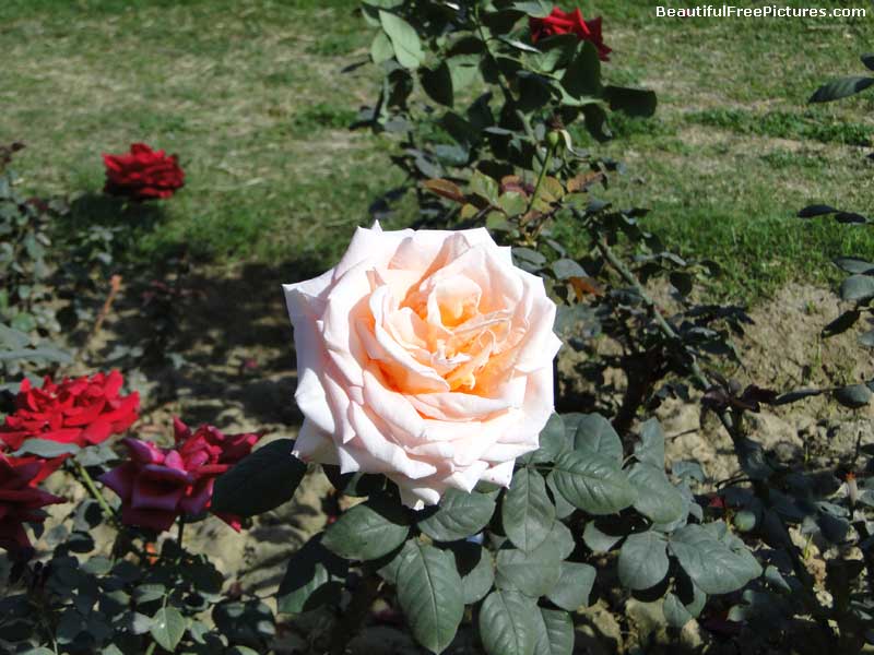 Beautiful Image of Rose - 238