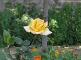 pictures of yellow rose garden