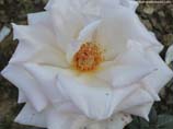 pictures of white rose close-up