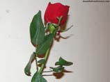 pictures of red rose bud