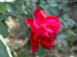 pictures of red rose