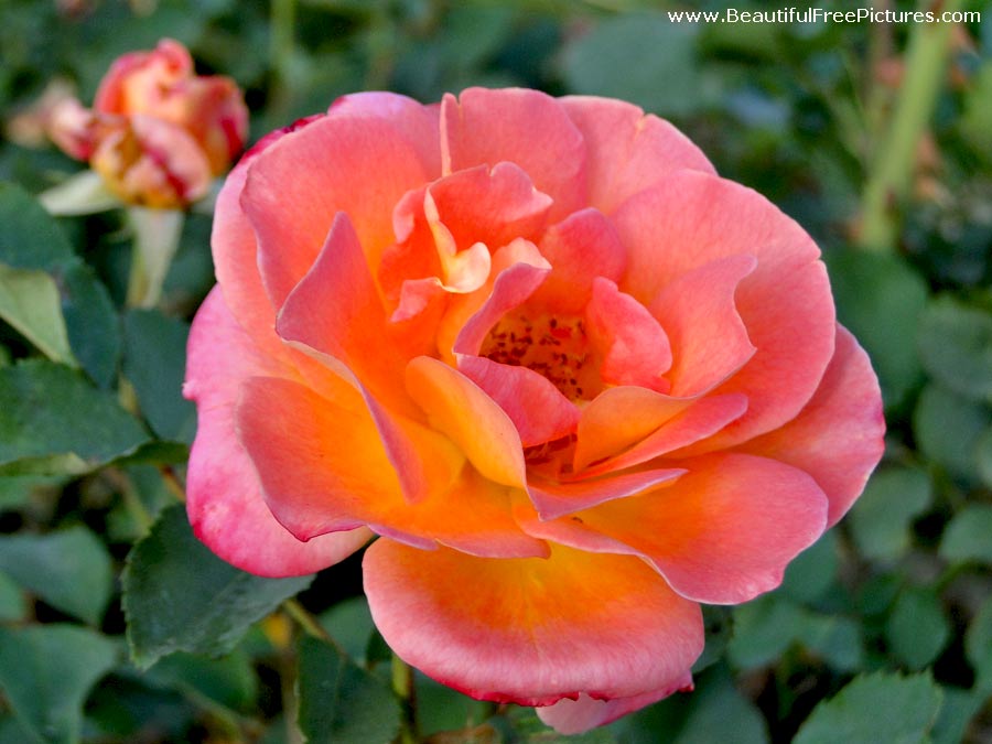 pictures of yellowish pink rose
