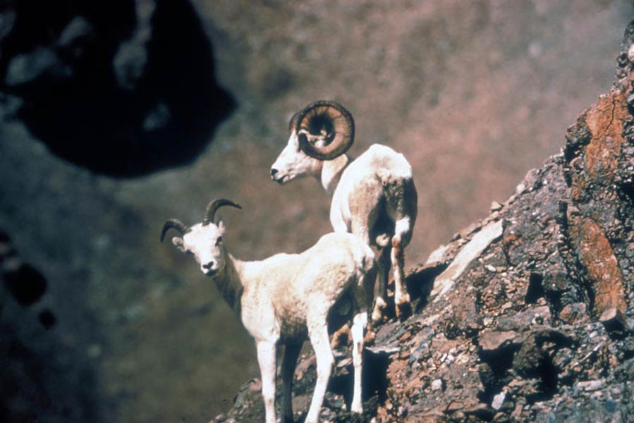photos of two Dall sheep
