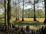 pictures of Bald cypress trees