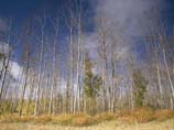 picture of Cottonwood trees