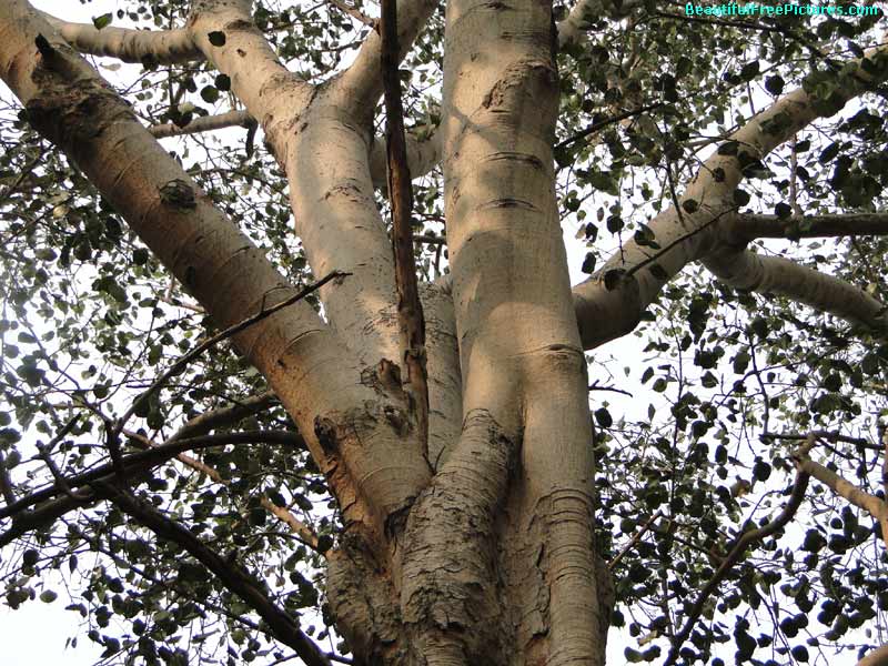pictures of peepal tree
