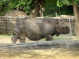 Wild Animal 1 - Picture of a rhino in  a zoo