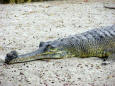 Wild Animal 10 - an alligator relaxing 