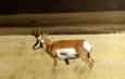 Wild animals 49 - image of a  Pronghorn antelope