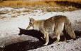 Wild Animals 52 - picture of a  Coyote