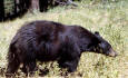 Wild Animals 53 - photo of a Black bear