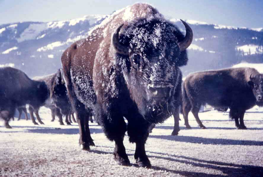 wild animals - 55- NPS  Bison with face covered with snow_ R Robinson_ No date - NPS