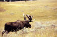 Wild Animals 56 - photo of a Bull moose in a meadow