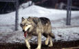 Wild Animal 57 -  Wolf in a pen