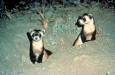 Wild Animals 61 - picture of Black-footed Ferrets