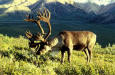 Wild Animals 62 - picture of a Caribou