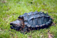 Wild Animals 63 - picture of an Alligator Snapping Turtle 