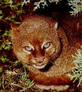 Wild Animals  64 - picture of a Jaguarundi
