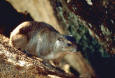Wild Animal 65 - photo of Rock Hyrax 