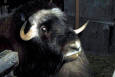 Wild Animal 66 - photo of a Bull Musk Ox
