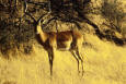 Wild Animal 67 -photo of an Impala