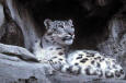 Wild Animal 68 - photo of a Snow Leopard